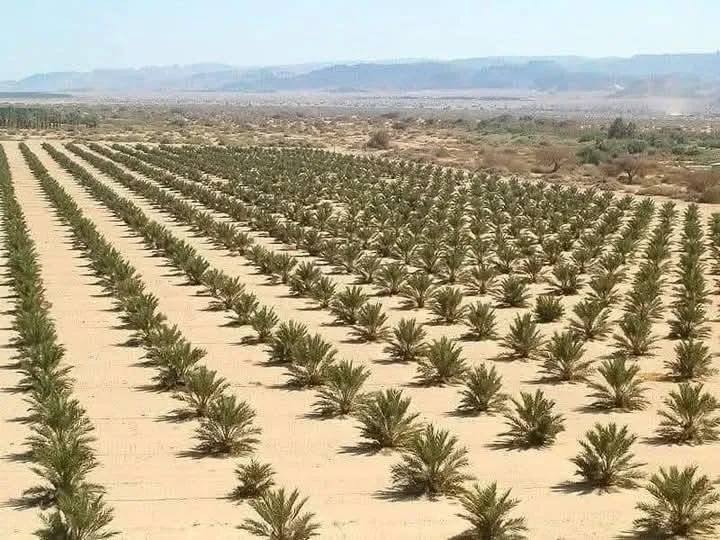                         دراسة جدوي مشروع زراعة النخيل
                    